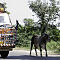 auf der Fahrt von Jodhpur nach Mount Abu