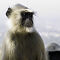 Black Face Monkey in Chittorgarh