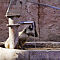 Rajasthan-2011-1904.jpg