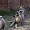 Rajasthan-2011-1906.jpg