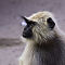 Rajasthan-2011-1908.jpg