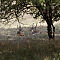 Rajasthan-2011-1946.jpg