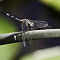 Rajasthan-2011-2098.jpg