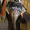Rajasthan-2011-2316.jpg