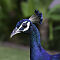 Rajasthan-2011-2523.jpg