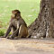 Rajasthan-2011-2754.jpg