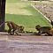 Rajasthan-2011-2766.jpg